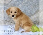 Small #3 Miniature Labradoodle