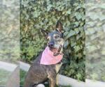 Small #19 German Shepherd Dog Mix