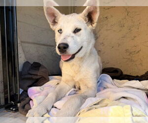Gerberian Shepsky Dogs for adoption in Redwood City, CA, USA