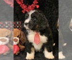 Small Photo #5 Bernedoodle Puppy For Sale in DALE, IN, USA