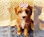 Puppy Stella Yorkipoo