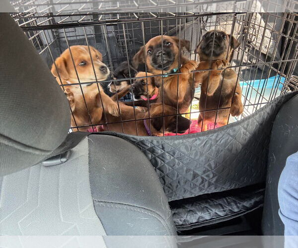 Medium Photo #1 German Shepherd Dog-Unknown Mix Puppy For Sale in New Orleans, LA, USA