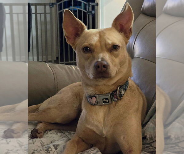 Medium Photo #2 Basenji-Rat Terrier Mix Puppy For Sale in Missouri City, TX, USA