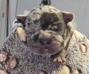 French Bulldog Puppy for sale in GLEN BURNIE, MD, USA