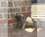 Puppy 1 Cane Corso