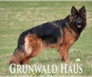 Mother of the German Shepherd Dog puppies born on 04/30/2025