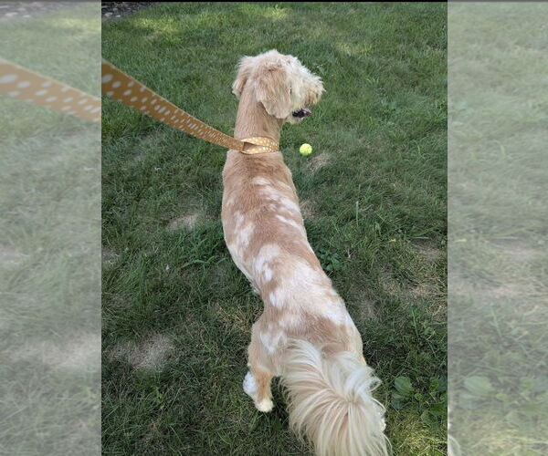 Medium Photo #11 Golden Retriever-Unknown Mix Puppy For Sale in Germantown, OH, USA