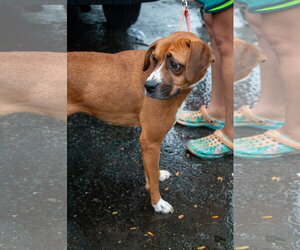 Mochie - goofy girl - Female Boxador Dog for Adoption - Photo #2