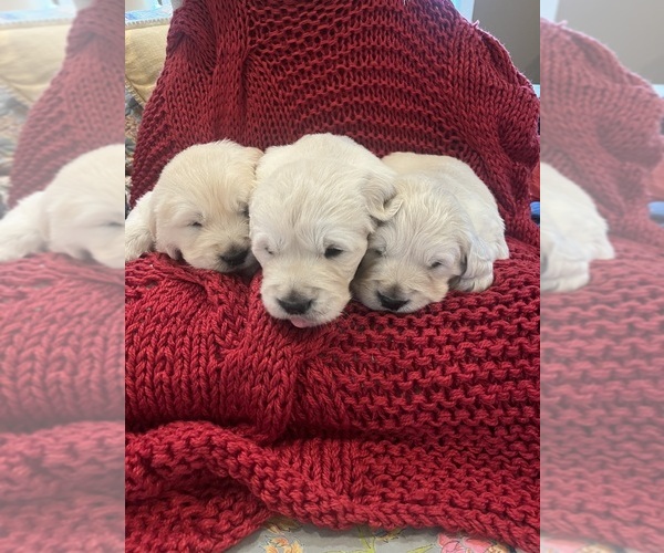 Medium Photo #1 English Cream Golden Retriever Puppy For Sale in Normandy, TN, USA