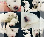 Small Photo #3 Great Pyrenees Puppy For Sale in MYAKKA CITY, FL, USA