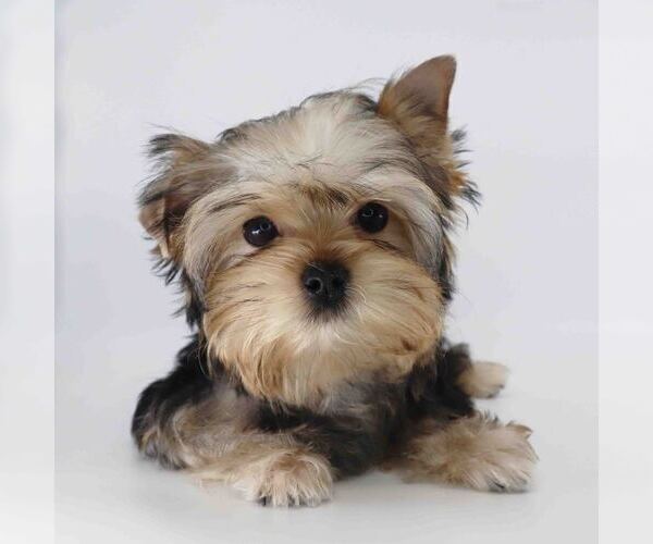 Medium Photo #1 Yorkshire Terrier Puppy For Sale in LOS ANGELES, CA, USA