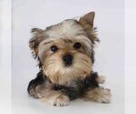 Image preview for Ad Listing. Nickname: Toby