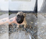 Puppy Spooky American Bully