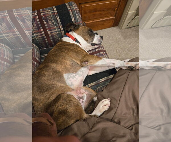 Medium Photo #2 American Pit Bull Terrier-Unknown Mix Puppy For Sale in Germantown, OH, USA