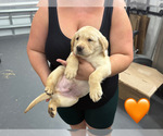 Small Photo #6 Labrador Retriever Puppy For Sale in MIAMI, FL, USA