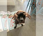 Small #6 American Pit Bull Terrier Mix