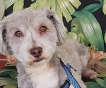 Small Havanese