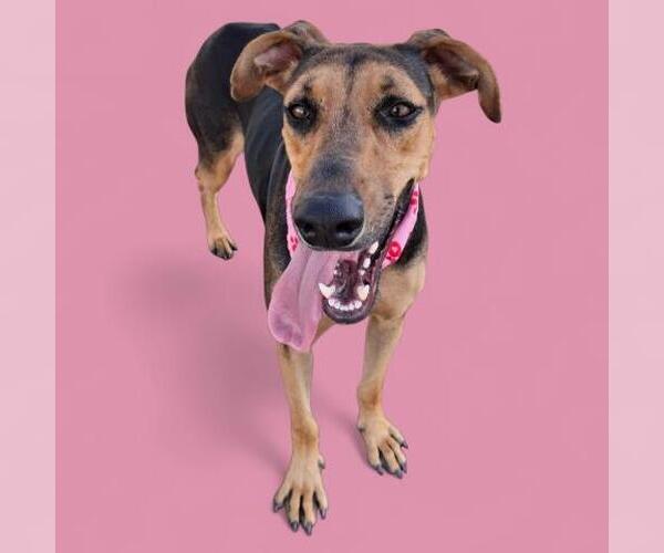 Medium Photo #2 Doberman Pinscher Puppy For Sale in Bakersfield, CA, USA