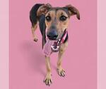 Small #1 Doberman Pinscher