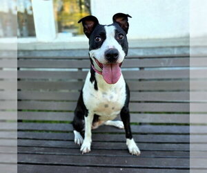 Mutt Dogs for adoption in Long Beach, CA, USA