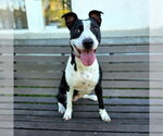 *CARPE DIEM - Female Mutt Dog for Adoption - Small photo