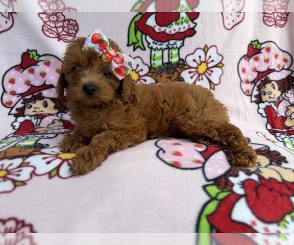 Medium Photo #3 Cavapoo (Miniature) Puppy For Sale in LAKELAND, FL, USA
