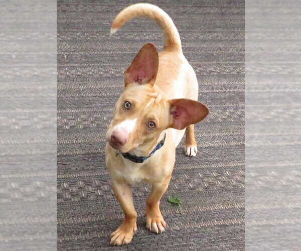 Medium Photo #3 Jack Chi Puppy For Sale in Grovertown, IN, USA