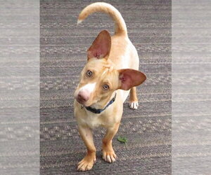 Cody - Male Jackshund Dog for Adoption - Photo #3