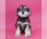 Small Photo #6 Schnauzer (Miniature) Puppy For Sale in WARSAW, IN, USA