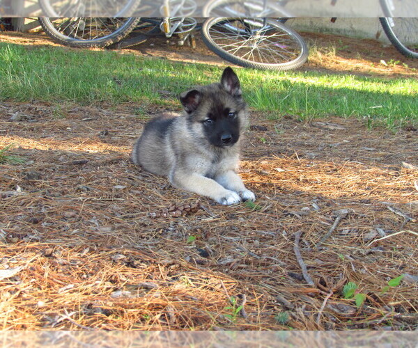 Medium Photo #4 Gerberian Shepsky Puppy For Sale in OWEN, WI, USA