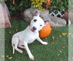 Small #1 American Pit Bull Terrier Mix