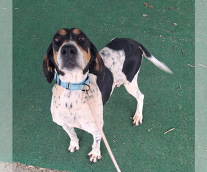 Mutt Dogs for adoption in Clarkesville, GA, USA