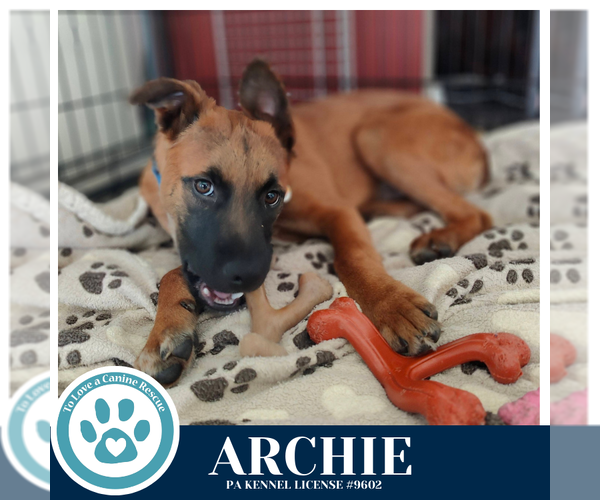 Medium Photo #3 Mutt Puppy For Sale in Kimberton, PA, USA