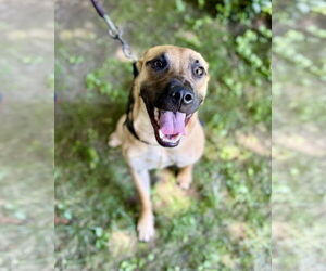 Medium Black Mouth Cur-Pug Mix