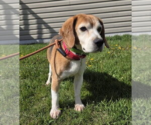 Beagle Dogs for adoption in Crystal, MN, USA