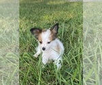 Small #1 Papillon