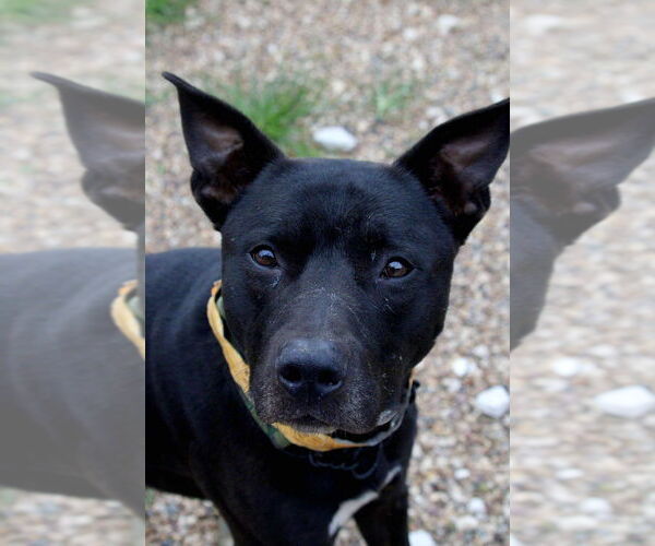 Medium Photo #7 Mutt Puppy For Sale in Foristell, MO, USA