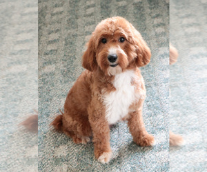 Mother of the Goldendoodle mix (+ Poodle Miniature) puppies born on 11/26/2025