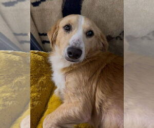 Timber (AL) - Male Mutt Dog for Adoption - Photo #2
