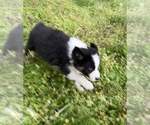Small Photo #10 Australian Shepherd Puppy For Sale in EXETER, MO, USA