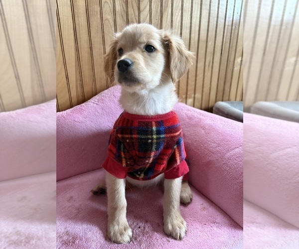 Medium Photo #11 Golden Retriever Puppy For Sale in MADISON, NC, USA