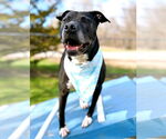 Small #3 American Pit Bull Terrier