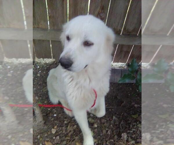 Medium Photo #8 Great Pyrenees Puppy For Sale in Spring, TX, USA
