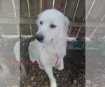Small #7 Great Pyrenees