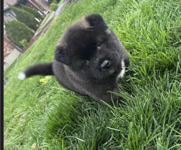 Medium Photo #3 Akita Puppy For Sale in LOUISVILLE, KY, USA