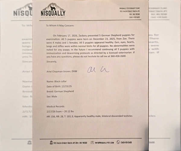 Medium Photo #3 German Shepherd Dog Puppy For Sale in ROCHESTER, WA, USA