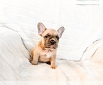 Small #11 French Bulldog