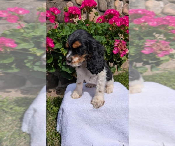Medium Photo #6 Cocker Spaniel Puppy For Sale in GOSHEN, IN, USA