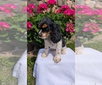 Small #5 Cocker Spaniel