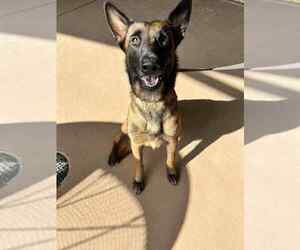 Mutt Dogs for adoption in Imlay City, MI, USA